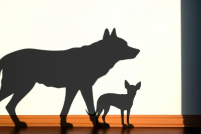 Illustration seemingly