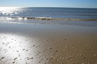 Illustration seashore