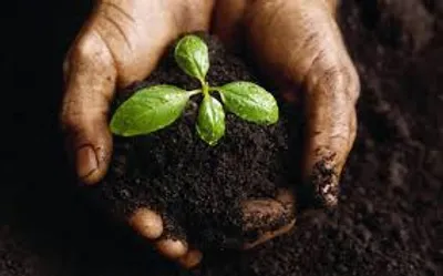 Illustration fertility - Image 2