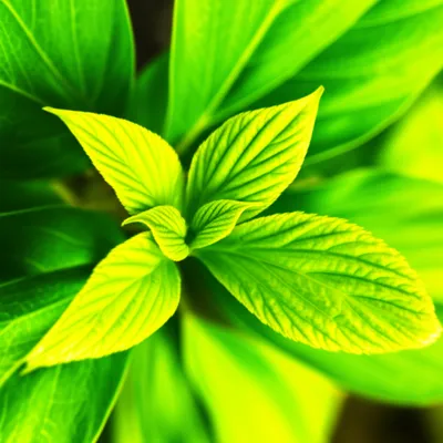 Illustration leaves - Image 1