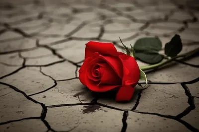 Illustration haemorrhage - Image 1