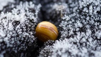 Illustration dormant - Image 1