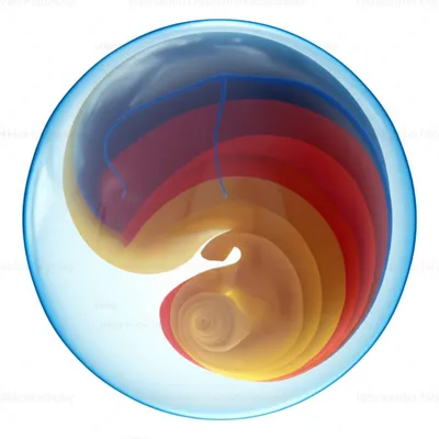 Illustration metazoan