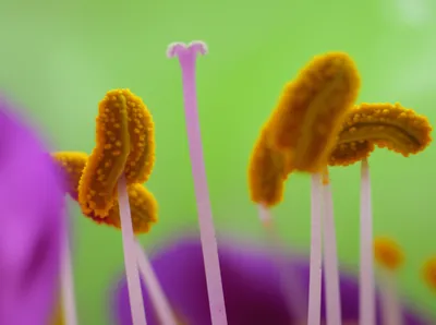 Illustration filaments - Image 1