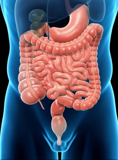 Illustration intestine - Image 1