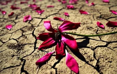 Illustration gutted - Image 1