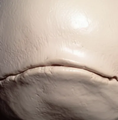 Illustration tores - Image 1