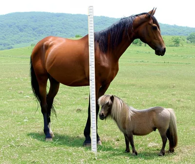 Illustration pony - Image 1