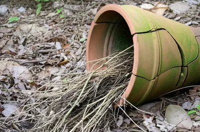 Illustration pot - Image 1