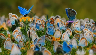 Illustration royals - Image 1