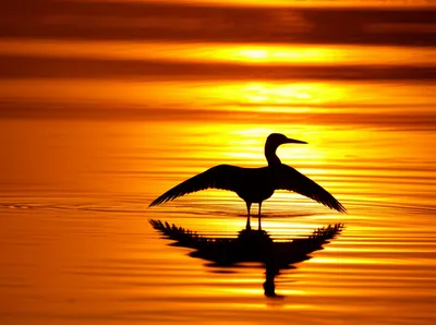 Illustration dipped - Image 1