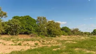 Illustration bush - Image 2