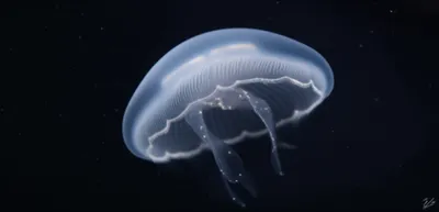 Illustration veil - Image 1