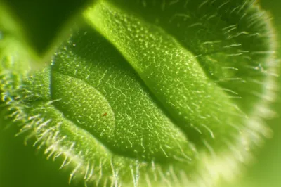 Illustration trichome