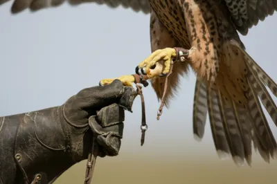 Illustration jesses - Image 1