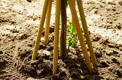 Illustration strengthens