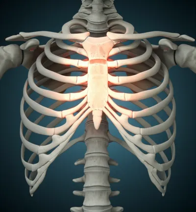 Illustration episternum