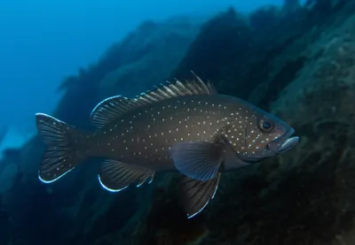 Illustration blacksmith - Image 1