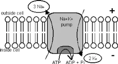 Illustration pump - Image 3