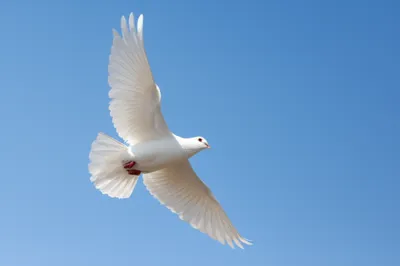 Illustration impeccable - Image 1