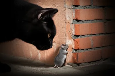 Illustration cornering - Image 1