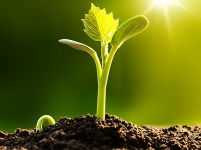 Illustration increases - Image 1