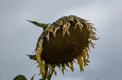 Illustration fainter - Image 1