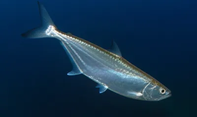 Illustration argentines