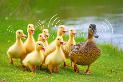 Illustration quacking - Image 1