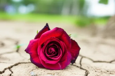 Illustration lies - Image 1