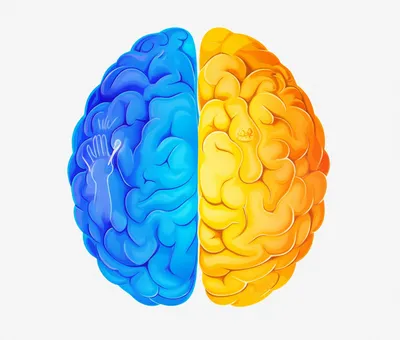 Illustration cerebrum