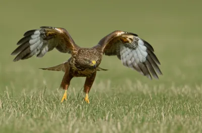 Illustration baiting - Image 1