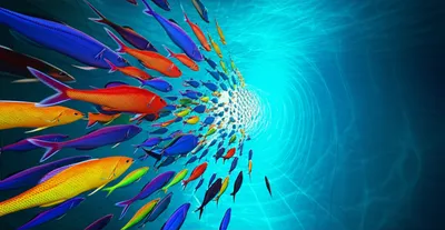 Illustration nets - Image 1