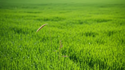 Illustration meagre - Image 1