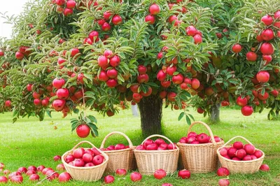 Illustration prolific - Image 1