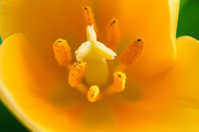 Illustration anthers - Image 2