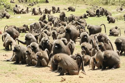 Illustration troops - Image 1