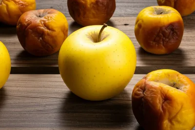 Illustration exemplars - Image 1