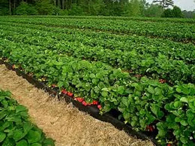 Illustration plantation - Image 2