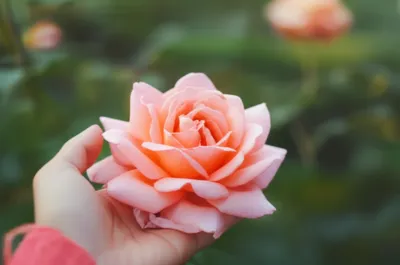 Illustration blushing - Image 1