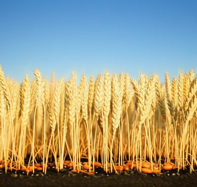 Illustration multiplying - Image 1