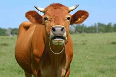 Illustration moos - Image 1