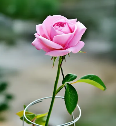 Illustration armature - Image 1