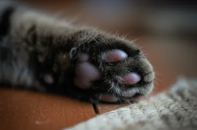 Illustration pads - Image 1