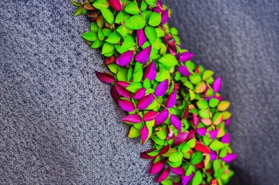 Illustration clinging - Image 1