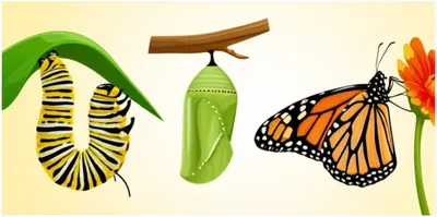 Illustration multistage