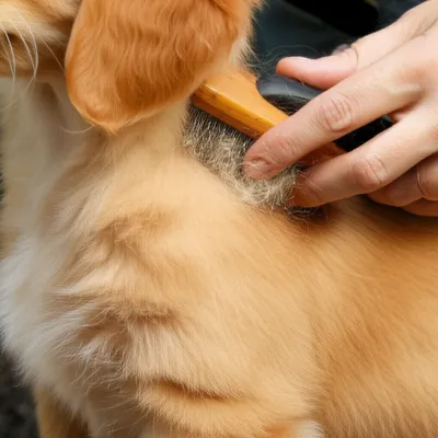 Illustration brushing - Image 1