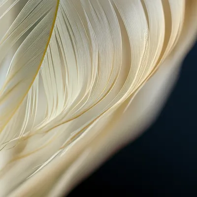 Illustration feather - Image 1