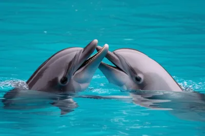 Illustration lesbian - Image 1