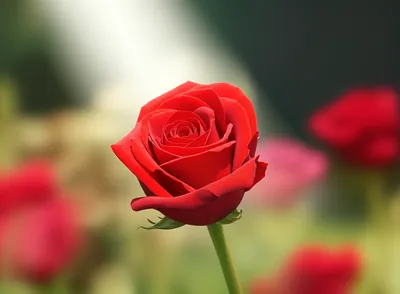 Illustration focusses - Image 1